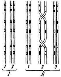 схема конъюгации хромосом